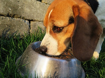 basset hound eating