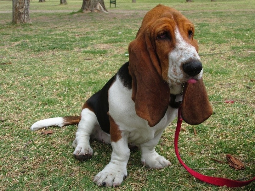 basset hound on a leash sitting at the park