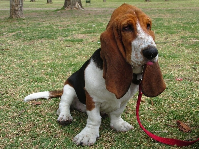 how much for basset hound puppies