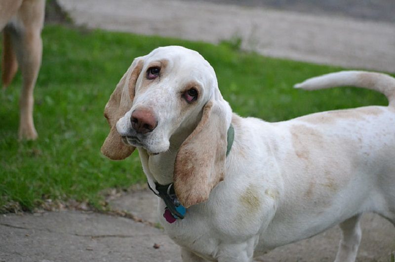 11 Incredible Basset Hound Colors & Patterns (With Pictures) | Hepper