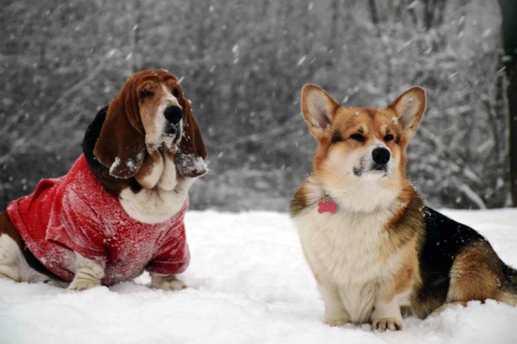 Cross a Basset Hound and a Welsh Corgi, and you get the Corgi Basset, an .....