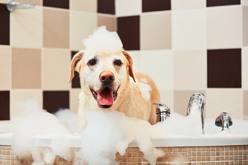 Is Hartz Shampoo Bad For Dogs