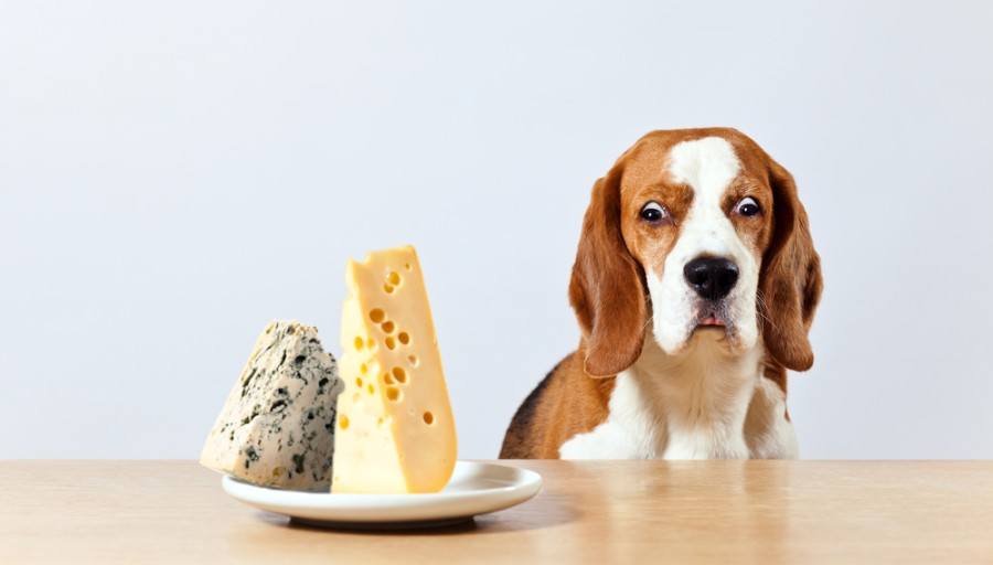 beagle and cheese_igor normann_shutterstock