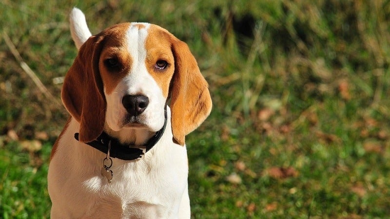 beagle closeup