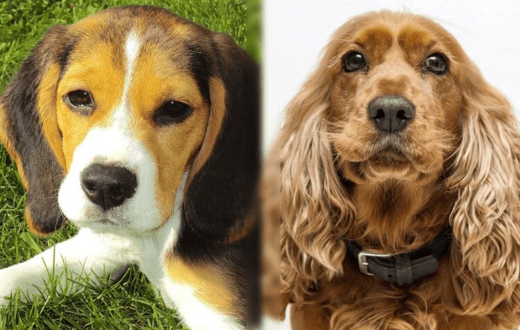 beagle cocker spaniel