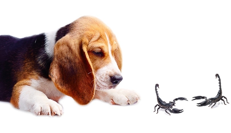 beagle-dog-and-scorpion_MRS.Siwporn_shutterstock