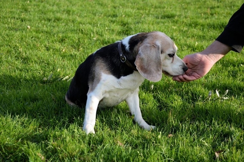 beagle eating