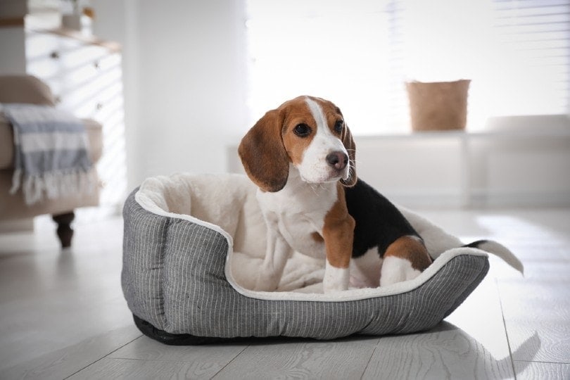 beagle on his dog bed