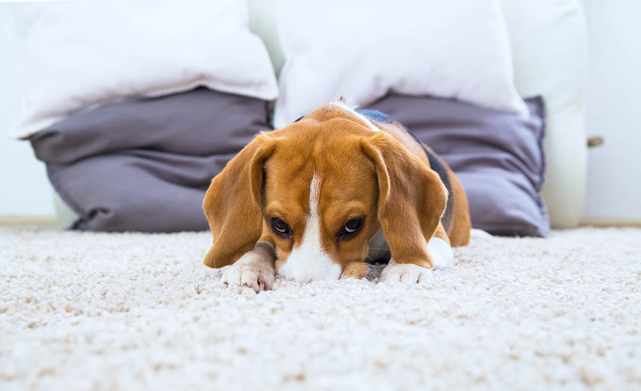 beagle on the carpet