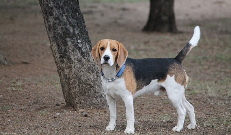beagle al aire libre