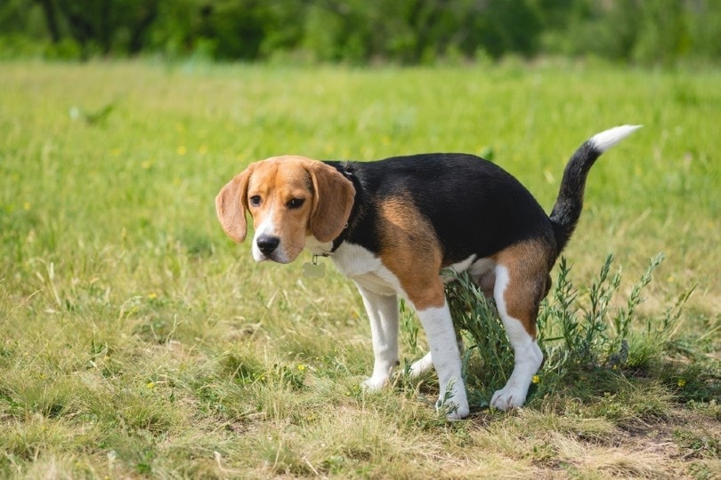 beagle pooping on the lawn