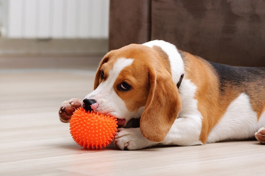 beagle puppy biting a chew ball