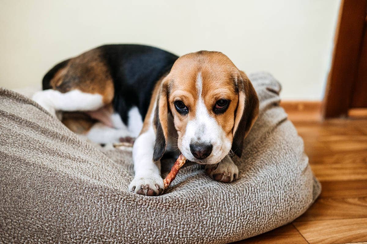 are bully sticks safe for puppies