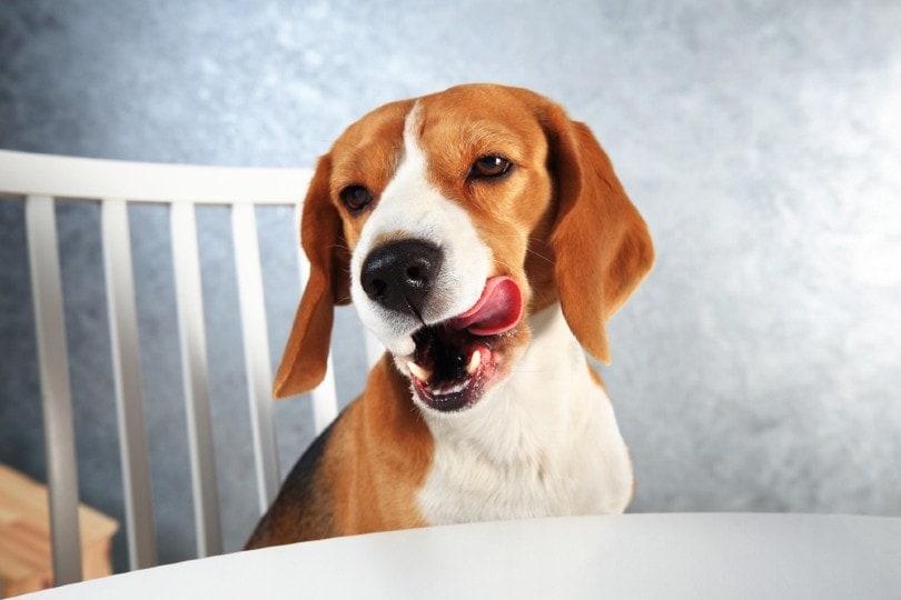 beagle sitting on chair at the table and licking mouth