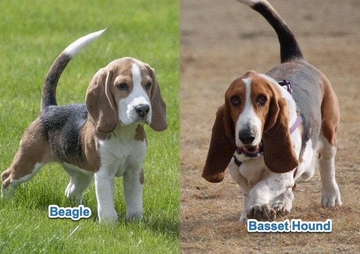 Beagle vs Basset Hound Detailed Comparison (With Pictures) Hepper