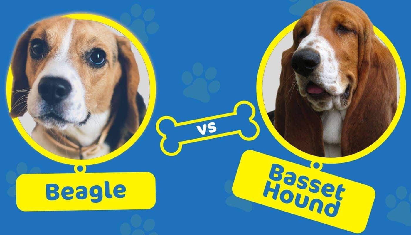 beagle vs basset