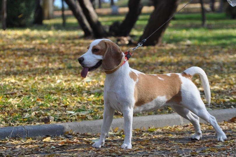 beagle walking in the park