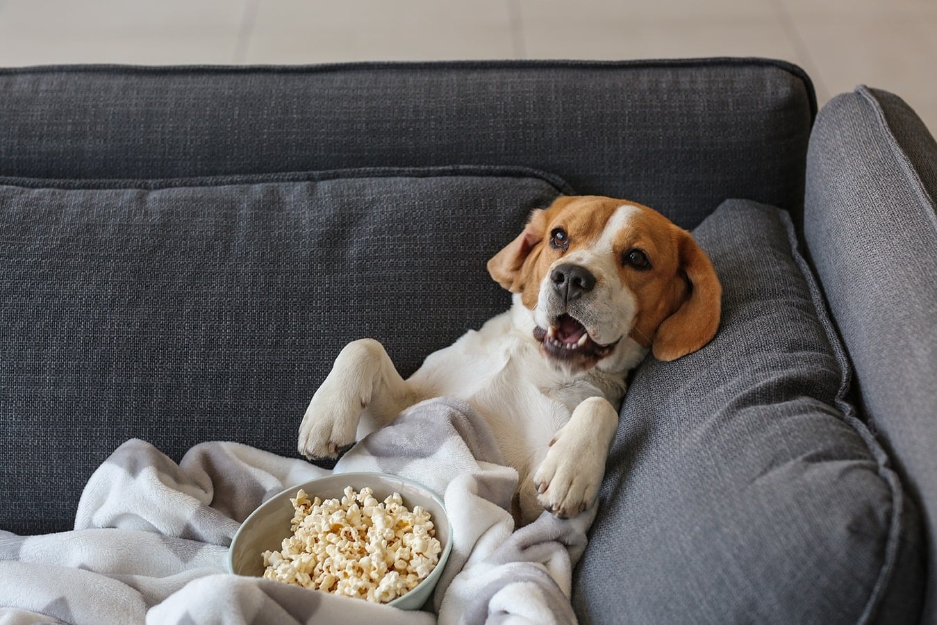 beagle with a bowl of popcorn