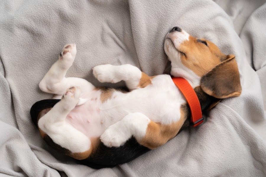 beagle sleeping in bed