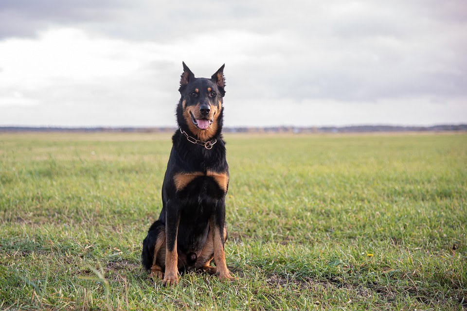 how much does a beauceron cost