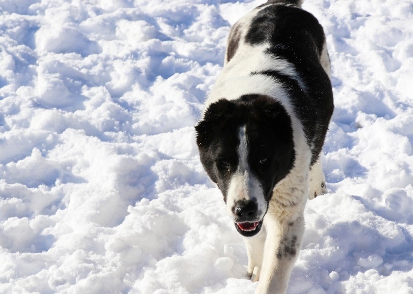 Dark And White Doggie