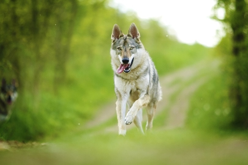 beautiful young Czechoslovakian wolfdog