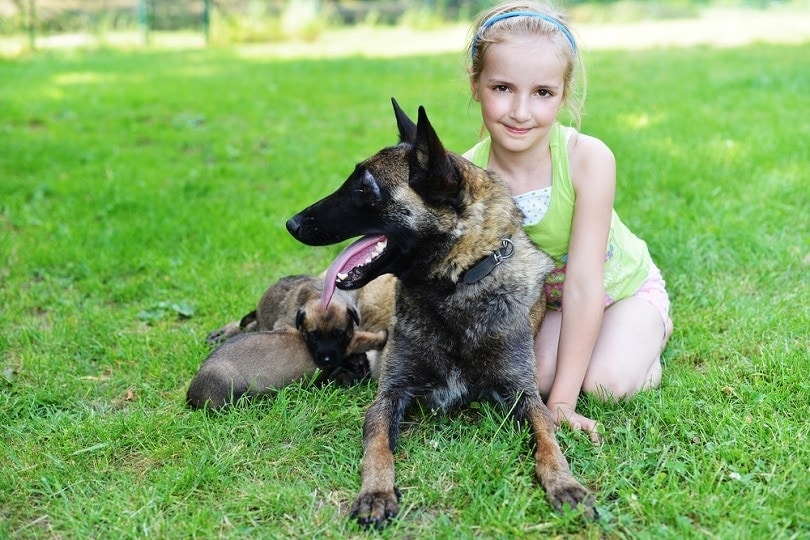 belgian malinois playing with kid