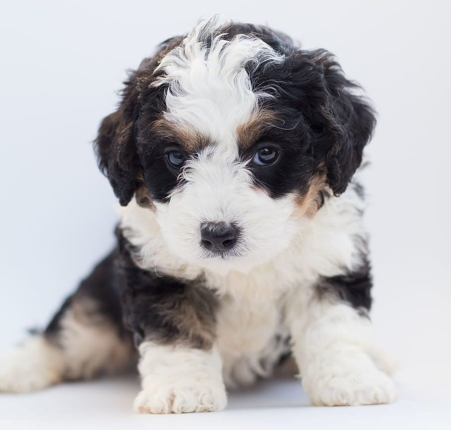 bernedoodle puppy