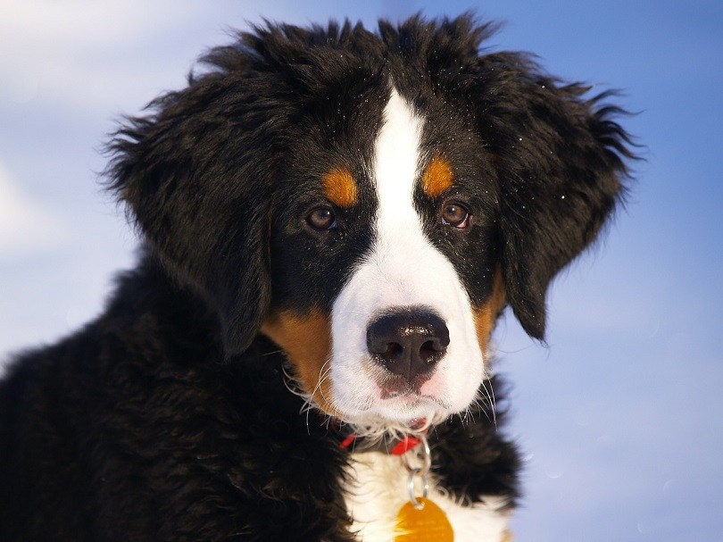 dobbeltlag Skære af metallisk Great Bernese (Bernese Mountain Dog & Great Pyrenees Mix): Info, Pictures,  Facts | Hepper