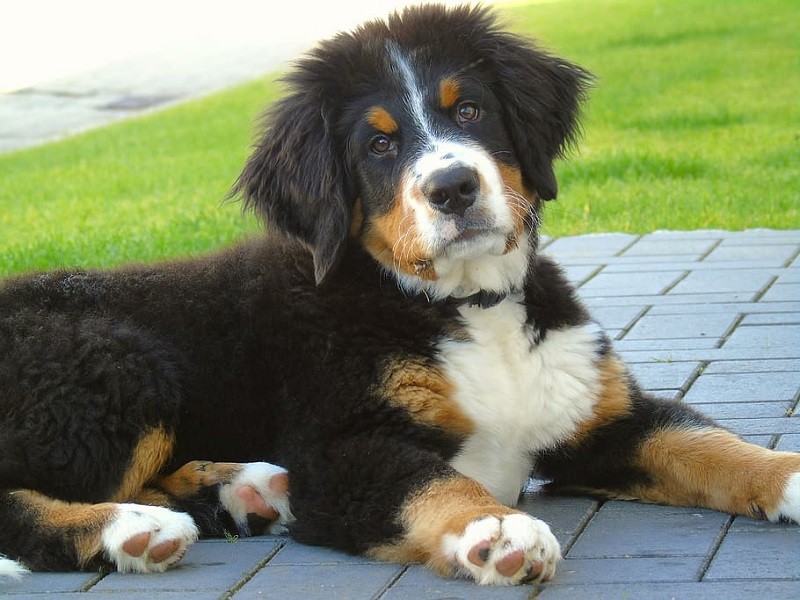 100 Bernese Mountain Dog Names Ideas for Swiss Guard Dogs Hepper