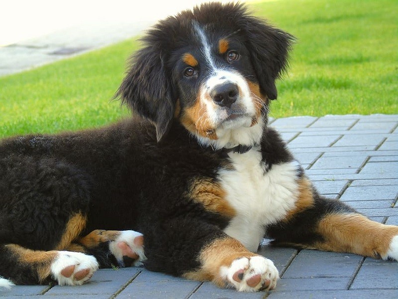 bernese mountain puppy