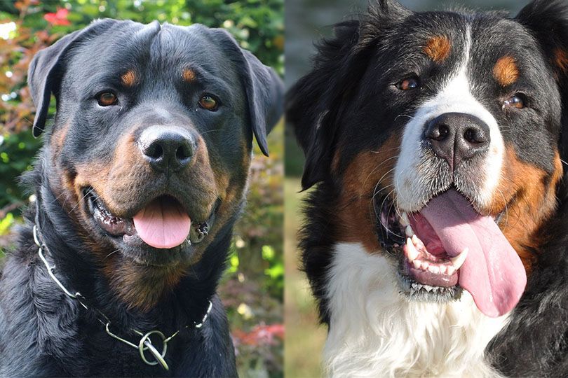 bernese rottie
