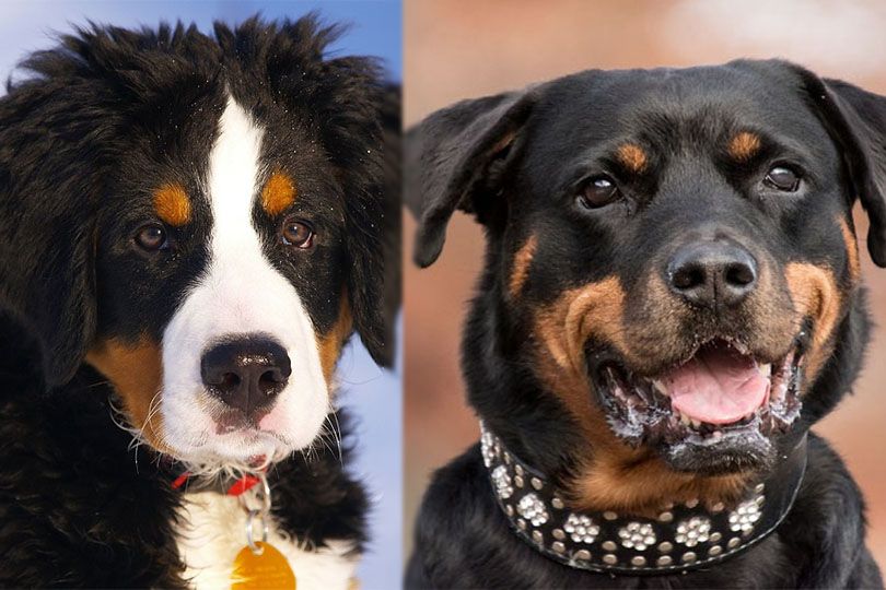 bernese rottie pixabay_1