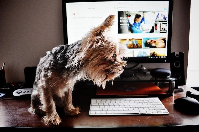 best dog YouTube channels