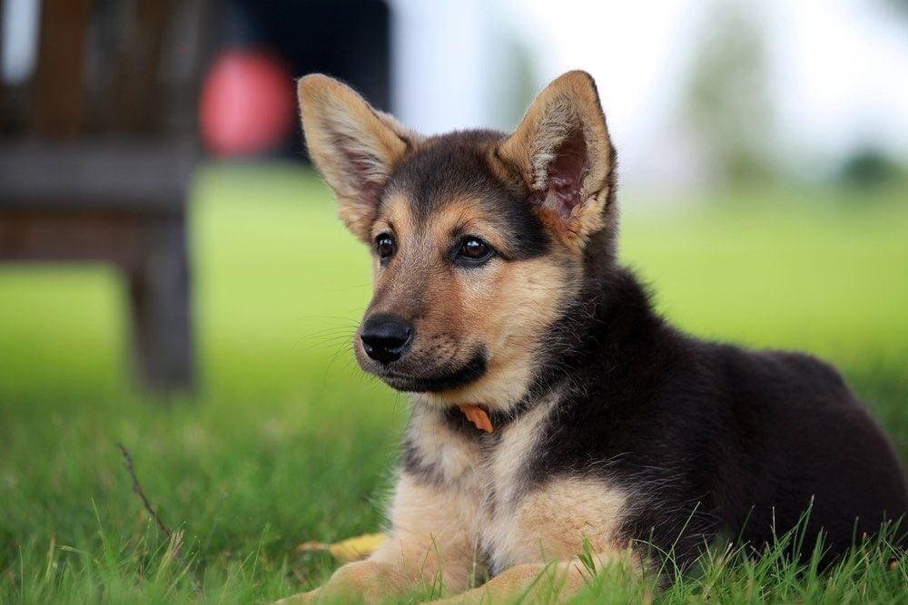 bi-color german shepherd puppy