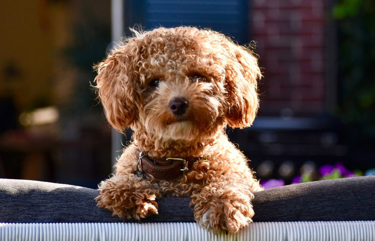 how long do bichon poodle dogs live