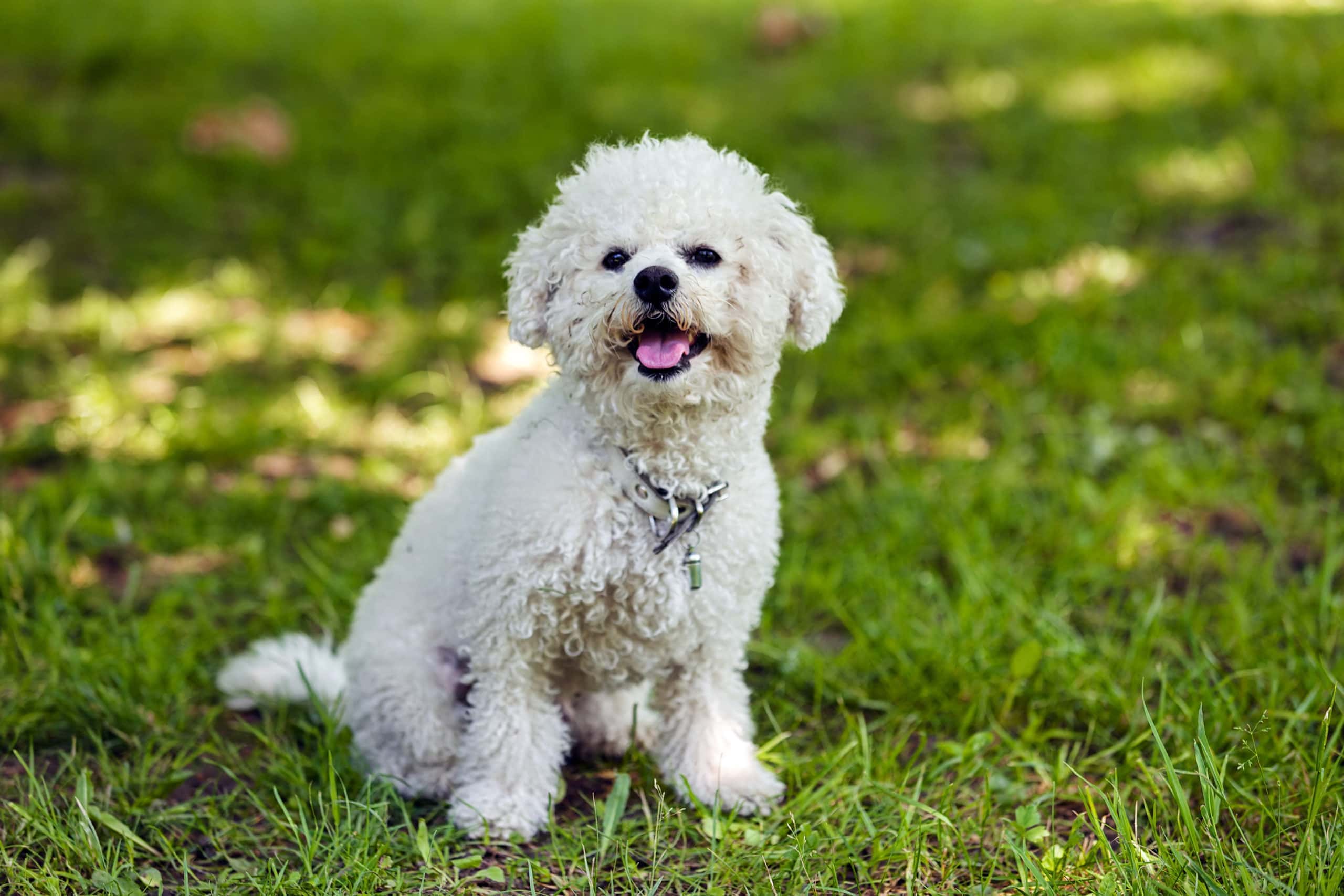 25 Fluffy Dog Breeds with Cloud-Like Coats with Pictures