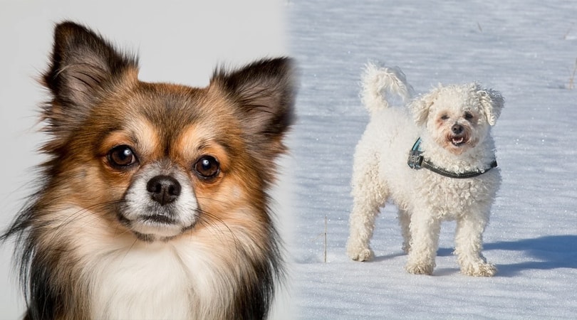 bichonhuahua