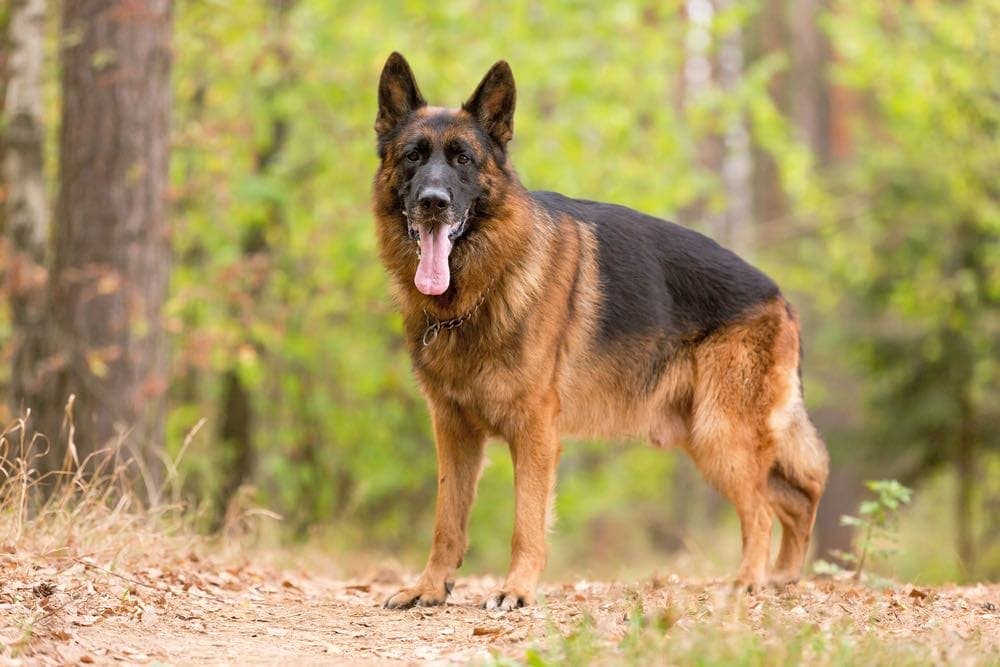 black and red german shepherd