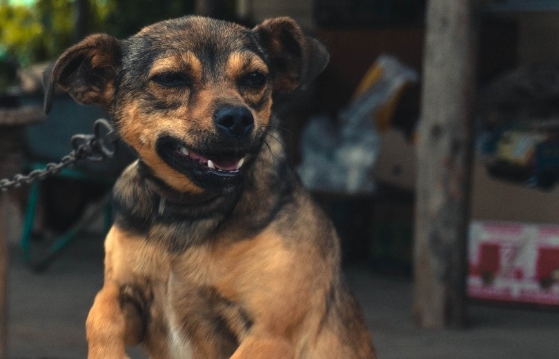 black and tan chained dog growling