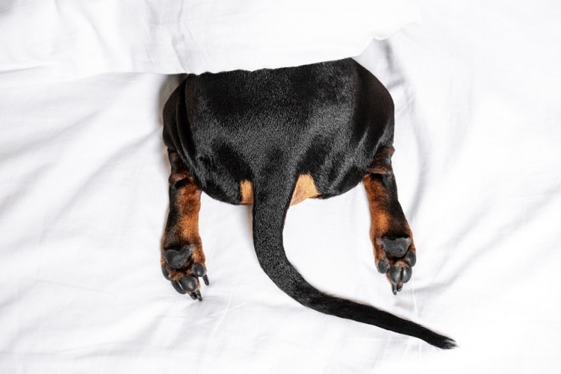 black and tan dog butt