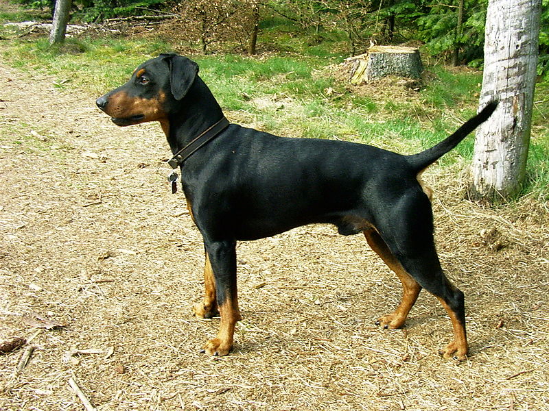 black and tan german pinscher