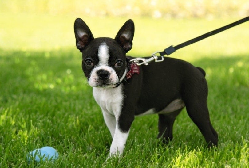 Are Boston Terriers Difficult To Potty Train