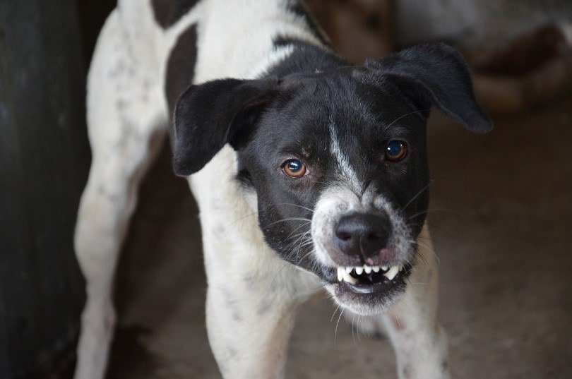 black and white dog growling