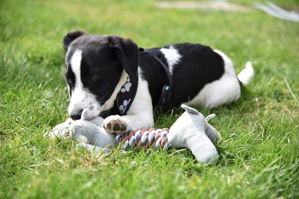 black and white dog with toy