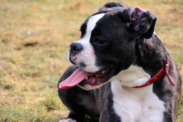 Miniature Boxer Dog Breed Info