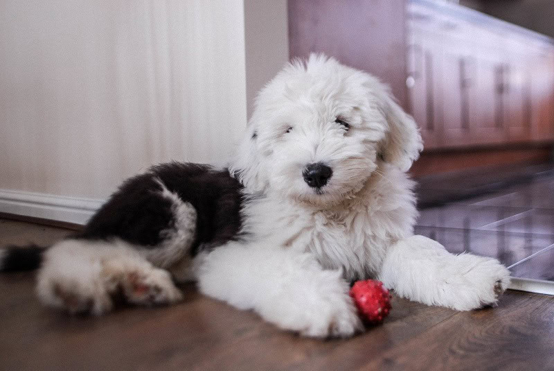 black and white sheepdog puppy