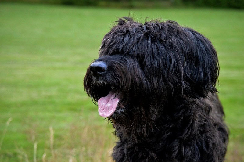 black briard