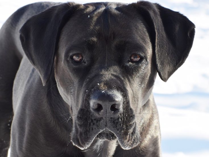 black cane corso