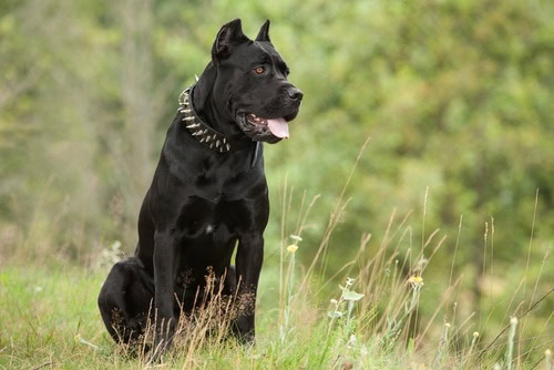 Black Cane Corso